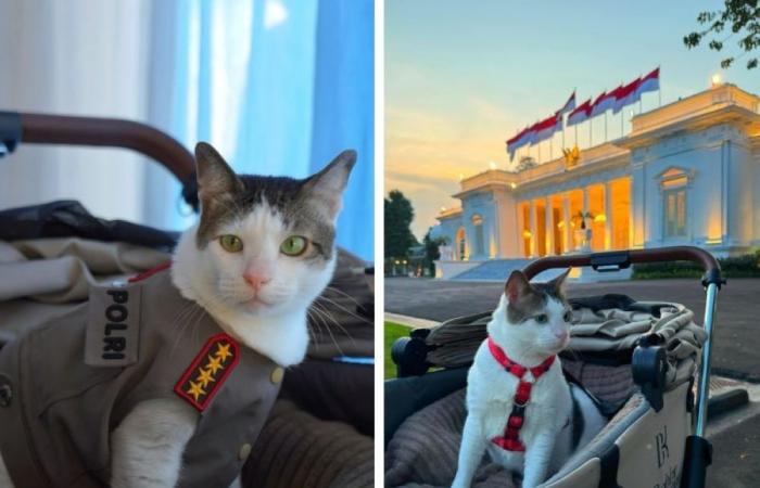 From stray to ‘first cat’: Prabowo’s pet Bobby Kertanegara gets police protection, Indonesians split over state funds