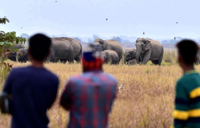Tragic turn: Three elephants found dead one day after six were released in Sri Lanka’s wild