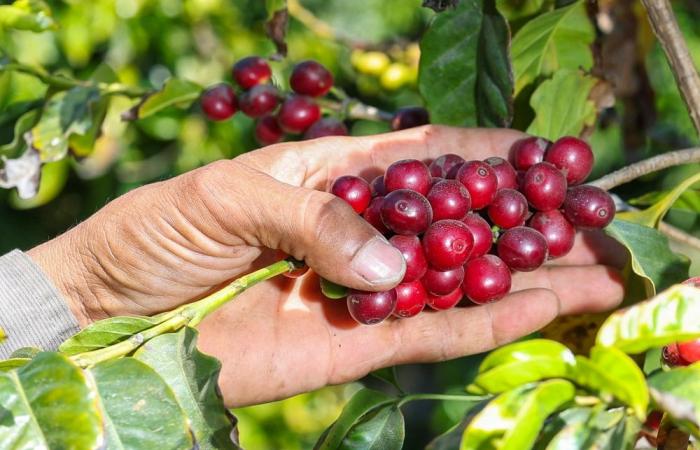 Trump’s immigration crackdown puts US food security on the line, California farmers warn