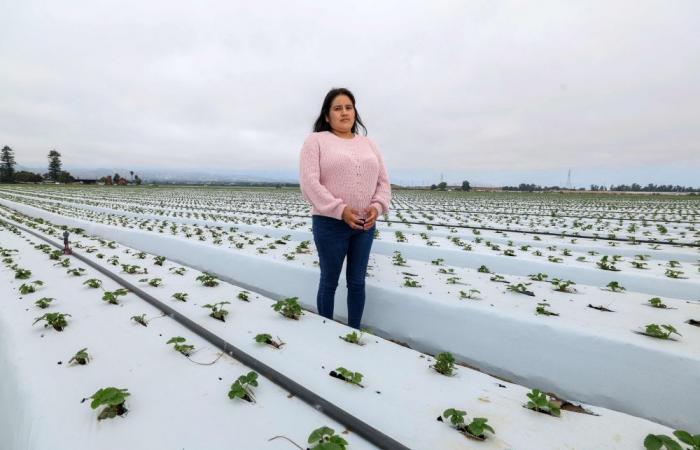 Trump’s immigration crackdown puts US food security on the line, California farmers warn