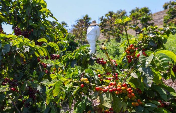 Trump’s immigration crackdown puts US food security on the line, California farmers warn