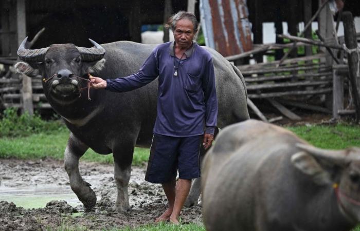 ‘How could I leave these buffaloes?’: As bombs fall, Thai and Cambodian civilians refuse to flee conflict zone to protect homes