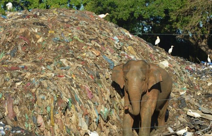 Can the world agree on plastic? Geneva talks kick off with 300 sticking points