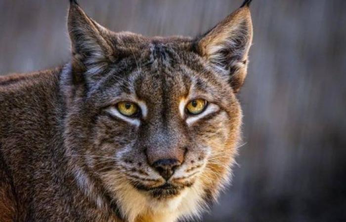 Danish zoo asks for unwanted pets to feed its predators