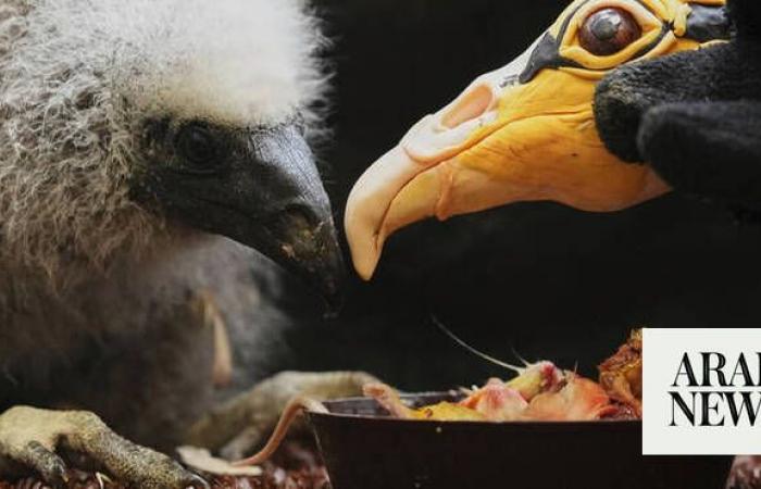 Nigeria seizes 1,600 birds at Lagos airport bound for Kuwait