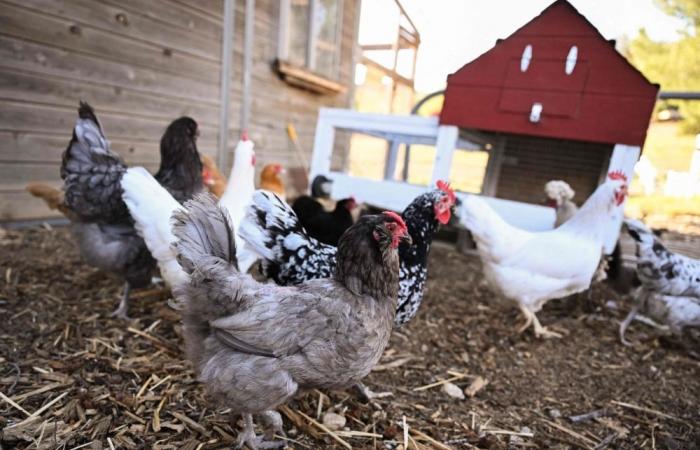 ‘Eat the extra one’: China judge’s simple solution to 29-chicken divorce dispute