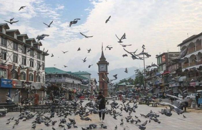 Health v heritage: Pigeon feeding ban sparks debate in India