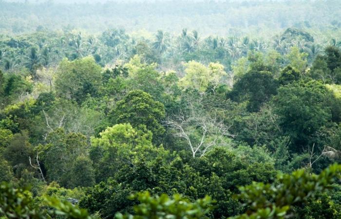 US demand for RVs driving deforestation in Indonesia’s Borneo, say NGOs