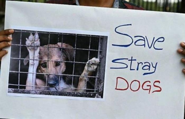 India top court shelves plan to lock up Delhi's one million street dogs