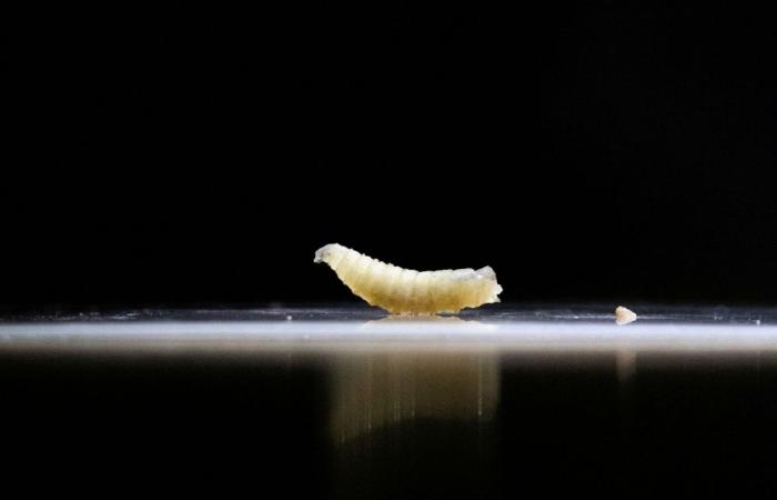 US detects first 2025 human case of flesh-eating screwworm parasite, says livestock safe for now