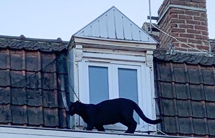 Le chat noir? Panther kept as ‘baby’ lands French couple in court