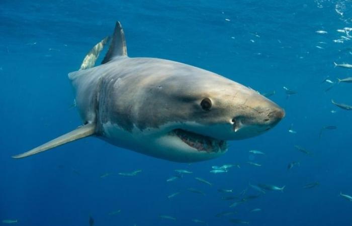 Suspected ‘large shark’ kills man off Sydney beach, first fatal attack since 2022