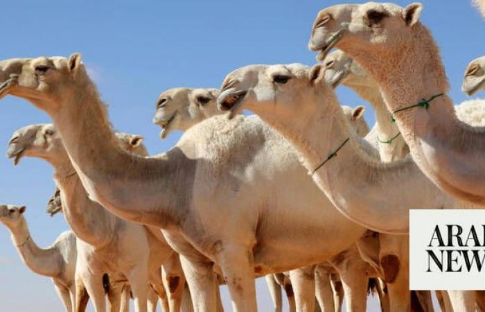 Hail camel auction begins in Al-Qaid