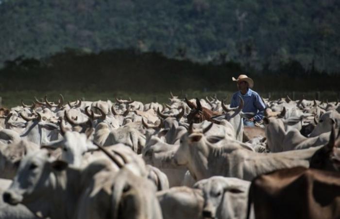 Experts reaffirm call to cut meat to a minimum in updated ‘planetary health diet’