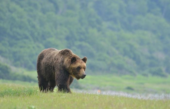Woman killed, another missing after bear attack while mushroom picking in northern Japan