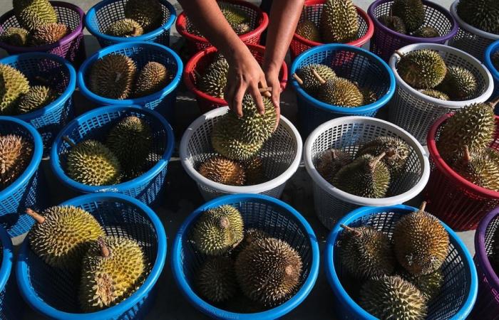 When durian strikes: German firefighters called out four times in one day for ‘gas leak’ in Wiesbaden