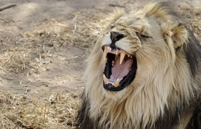 Pet lion escapes influencer’s home in Thailand, injures two, including 11-year-old boy