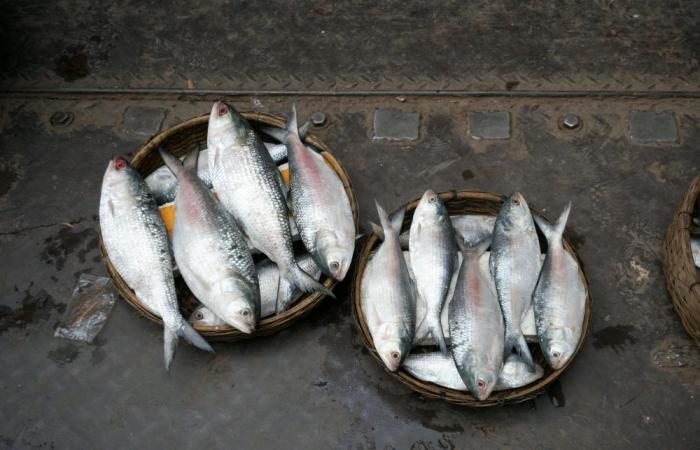 Bangladesh deploys warships to protect prized hilsa fish during spawning season