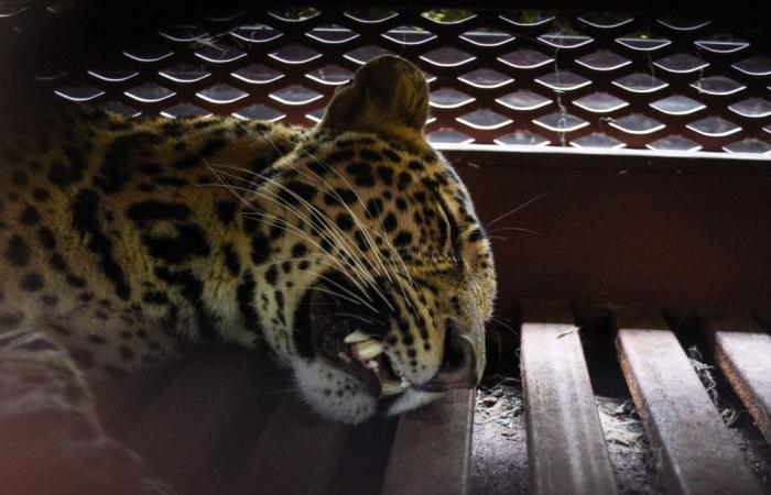 Leopard strolls into Bandung hotel, sparks panic — officials probe zoo escape possibility