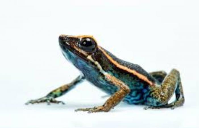 Scientists discover new species of tiny, poisonous frog in Peruvian Amazon