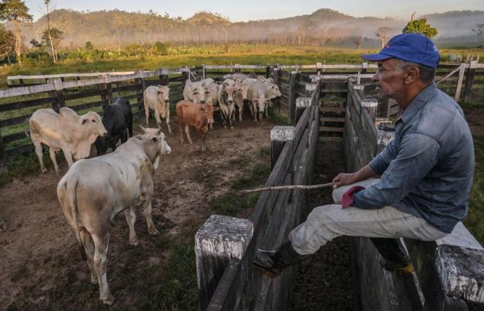 ‘Red John’ burns again as Amazon ranchers cling to fire despite Lula’s deforestation pledge