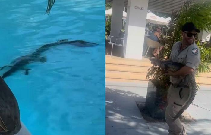 Just chillin’: Croc joins guests for a dip at luxury resort in Australia (VIDEO)