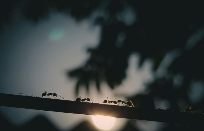 Lost in Thailand: Missing British teen survives two weeks in jungle on ants and tree bark