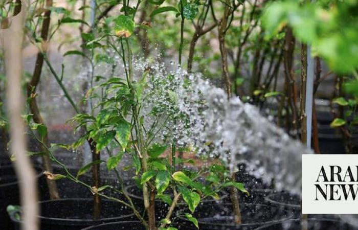More than 14,000 trees, seedlings planted in Qassim