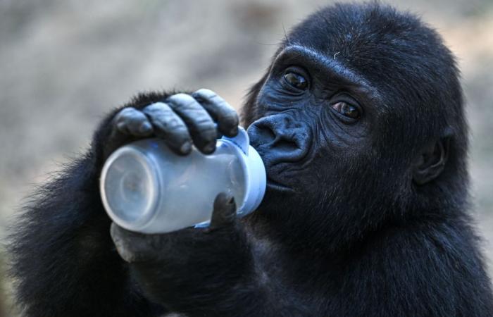 Nigerian NGO slams Turkish decision to keep rescued baby gorilla