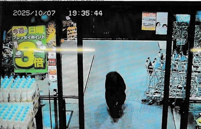 Japanese region asks army to cull bears as attacks spike
UPDATE 1-Japanese region asks army to cull bears as attacks spike