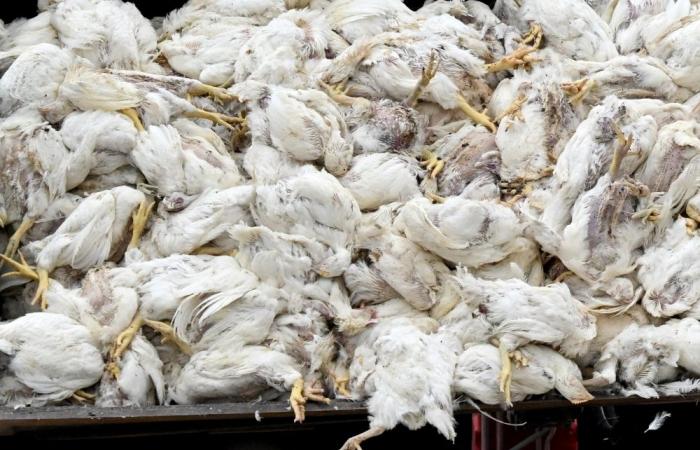 Germany culls over half a million poultry as bird flu outbreaks surge nationwide