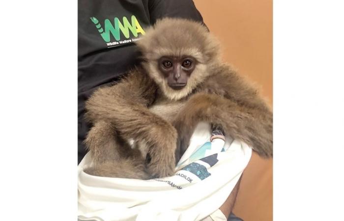 Endangered gibbons found stuffed in passenger’s checked bag at Mumbai airport