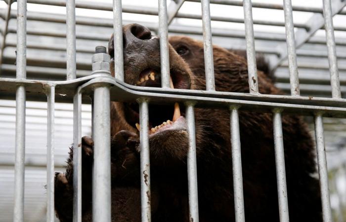 Japan sends troops to combat deadly bear attacks after record 12 deaths since April