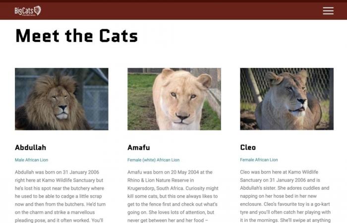 Troubled New Zealand wildlife park to euthanise seven lions