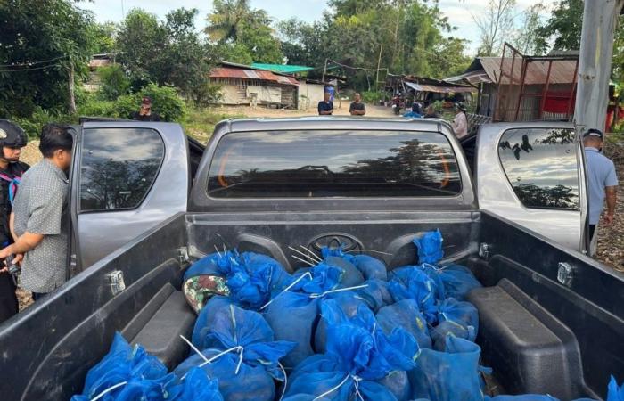 Thai rangers arrest men with 81 macaques, meth near Cambodian border