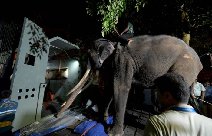 Thailand demands probe into alleged cruelty against two gift elephants held at Sri Lankan temples