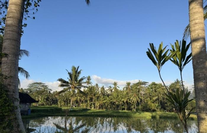 Indonesia doubles down on rice self-sufficiency after 250-tonne illegal shipment