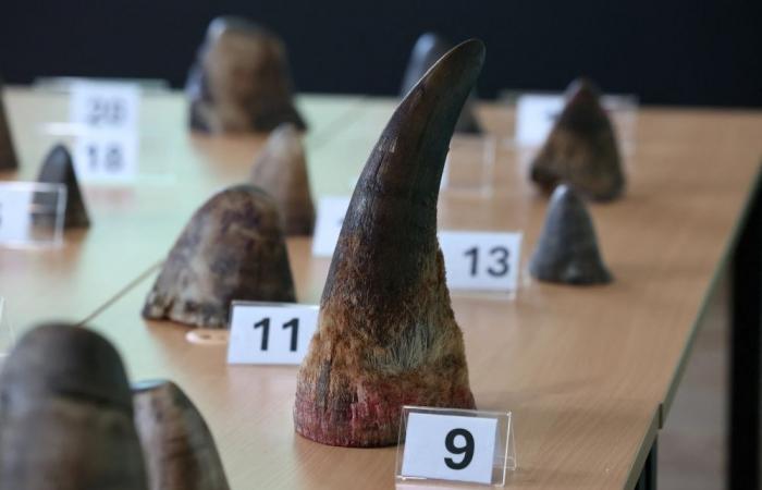 Conservation showdown: Rhino horn, eels and sharks on CITES agenda
