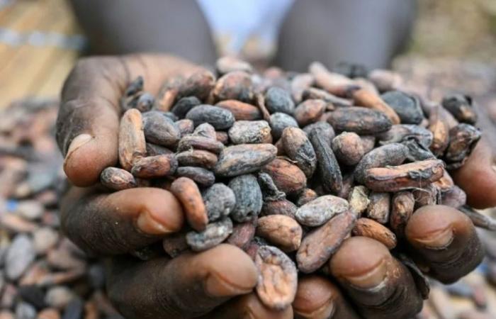 Mars, KitKat and Cadbury named in probe into Liberia’s cocoa-driven deforestation