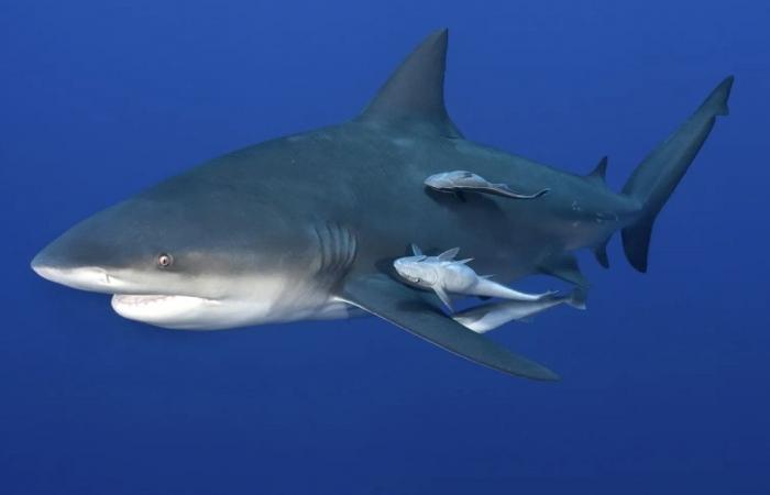 Bull shark kills woman, injures man off Australia’s New South Wales beach