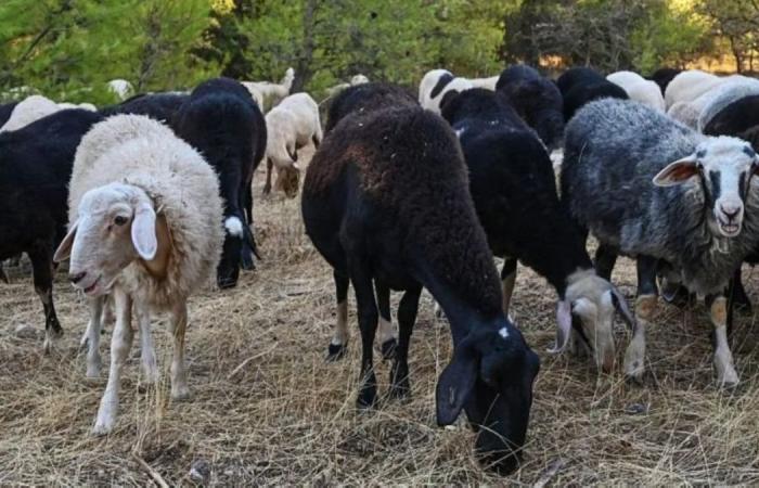 Greek sheep and goat cull raises fears of feta cheese shortage