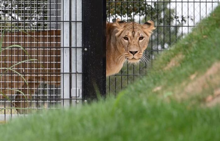 Brazilian teen mauled to death by lioness after climbing into zoo enclosure