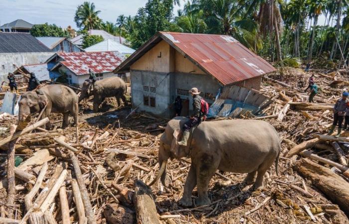 Death toll rises to 950 in Indonesia floods as shortages escalate across Sumatra