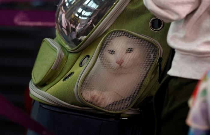 India’s biggest airline IndiGo says on-time performance back to normal after week of airport chaos