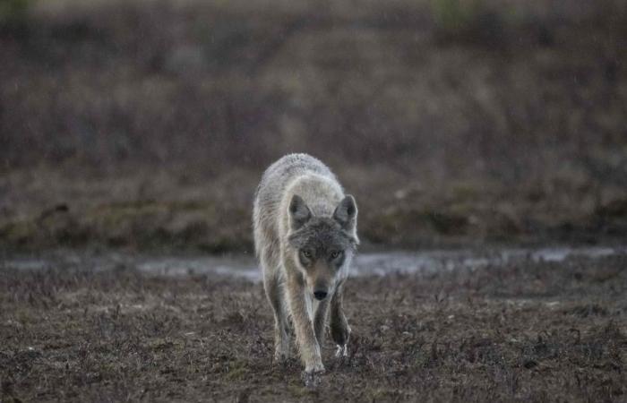 From protected to targeted: Berlin backs law allowing regular wolf hunting