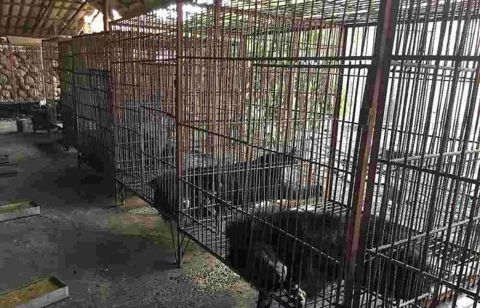 Controversial bear bile farming to be banned in South Korea from 2026, 199 bears still captive