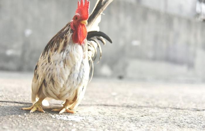 ‘You will end up like this chicken’: Molotov cocktail, dead chickens used to intimidate Indonesian govt critics, rights groups warn