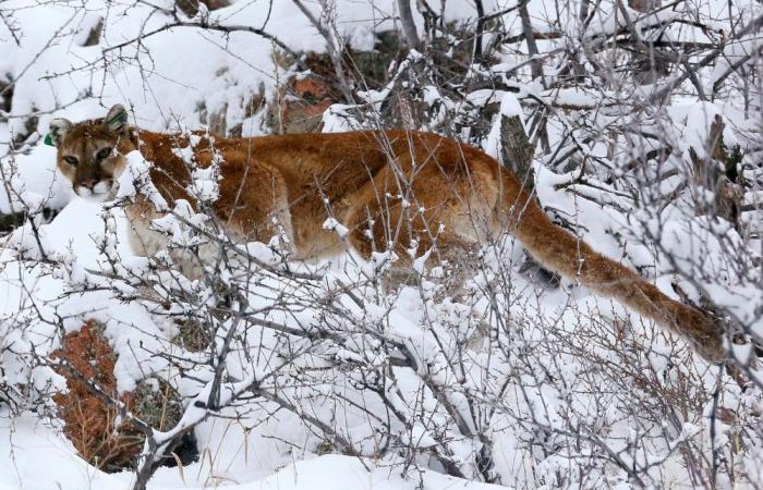 US woman dies in rare suspected mountain lion mauling in Colorado, first fatality in decades