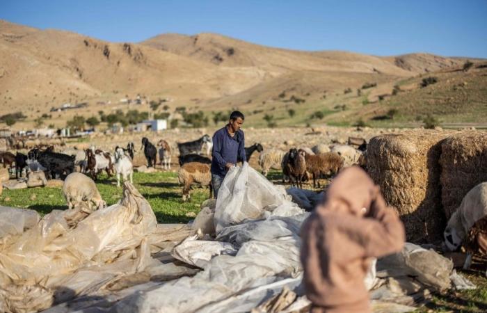 Pastoral colonialism: Israeli settler violence forces West Bank Bedouins off their land