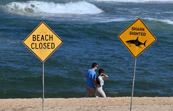 Shark mauls boy in Sydney Harbour